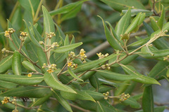 Avicennia marina var. marina